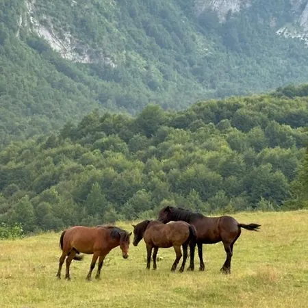 Chalet Ceremi Maskollate